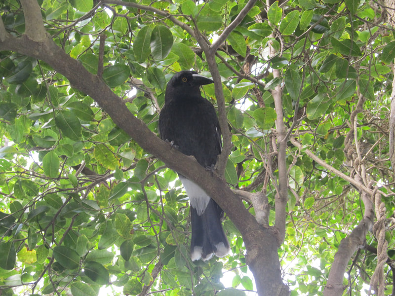 The vulnerable Lord Howe Island Currawong, a large and inquisitive crow-like bird.