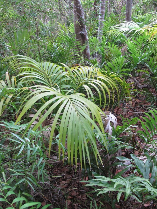 Ground cover inside the forest dominated by ferns and palms. Forest regeneration will also benefit from a successful rodent eradication.