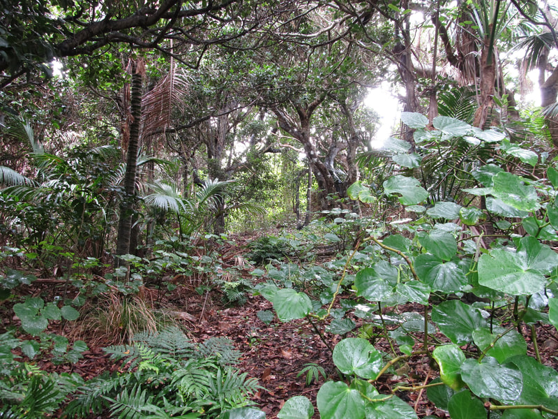 Inside the forest at higher elevation with many plants familiar to a New Zealander.