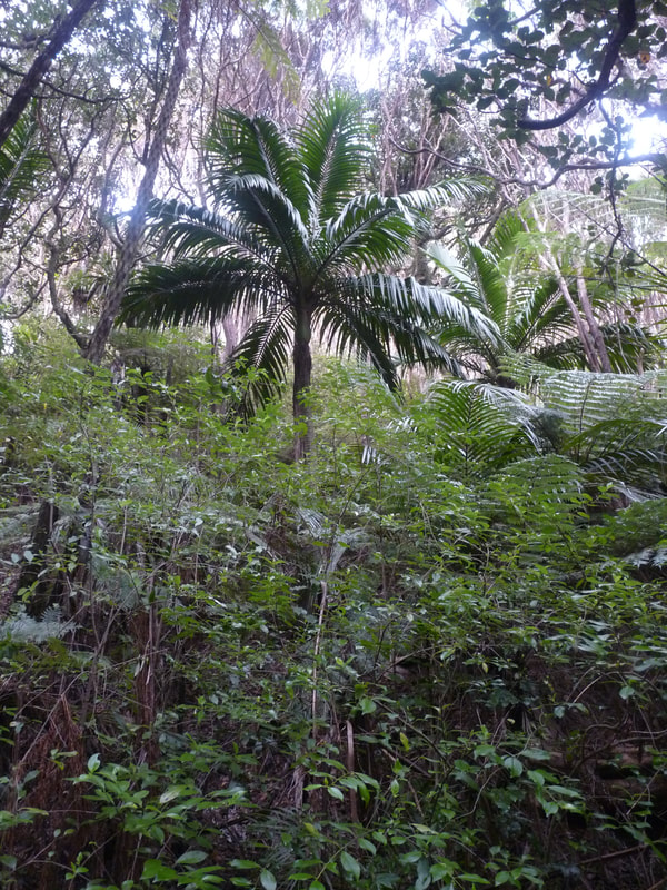 The forest of the island has a subtropical feel with nikau palms that are much larger than found on the mainland.