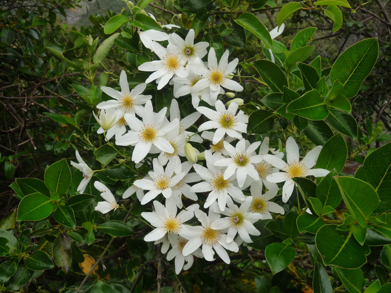 Clematis is a native climbing vine that has a stunning show of flowers in springtime. It grows well on Aotea Great Barrier in the absence of browsing possums.