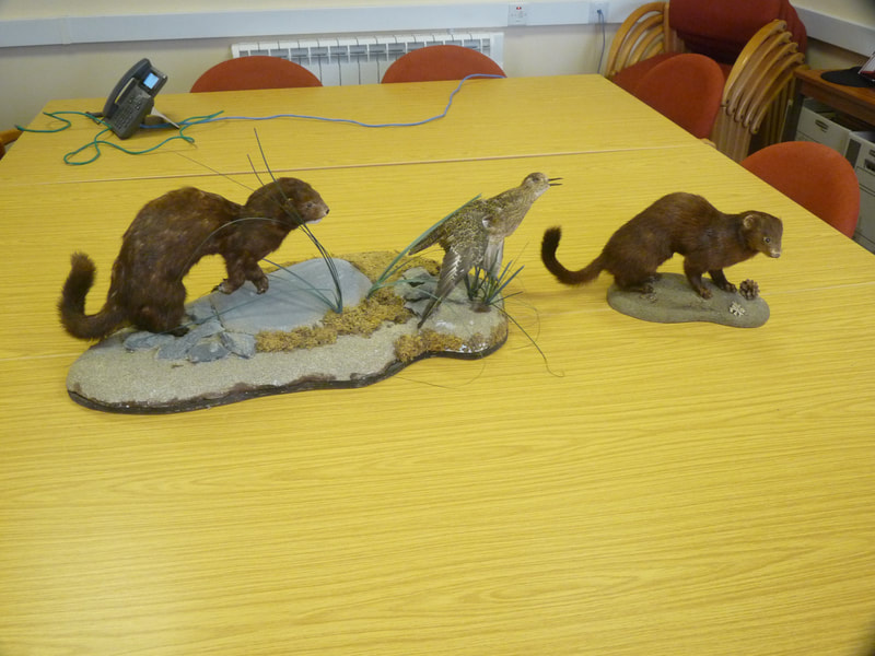 Mounted specimens of American mink showing the sexual dimorphism in body size with the male on the left and female on the right. A mounted wader, a common prey of mink, illustrates the predator's size advantage.