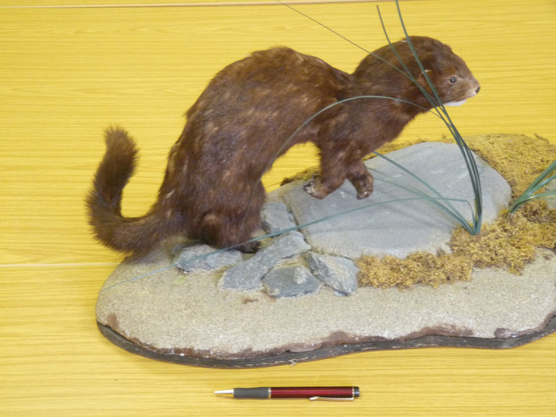 A mounted specimen of a male American mink. With a 40cm body and 20 cm tail, these large mustelids can weigh as much as 1.5kg.