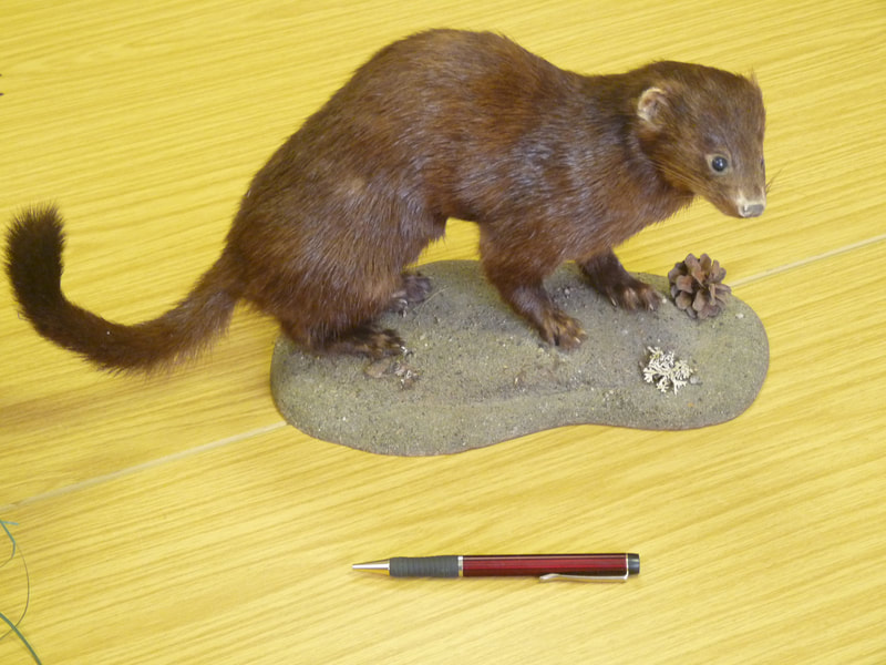 A mounted specimen of a female American mink. With a 35cm body and 18 cm tail, females may only weigh half as much as males.