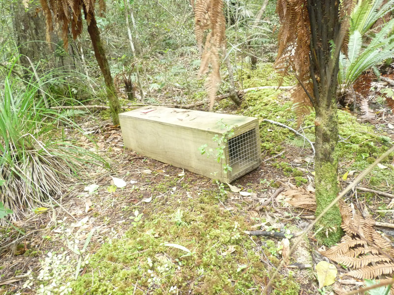 Rodent traps are maintained on Ulva Island to guard against reinvading rats that occasionally swim across Paterson Inlet from Rakiura Stewart Island.