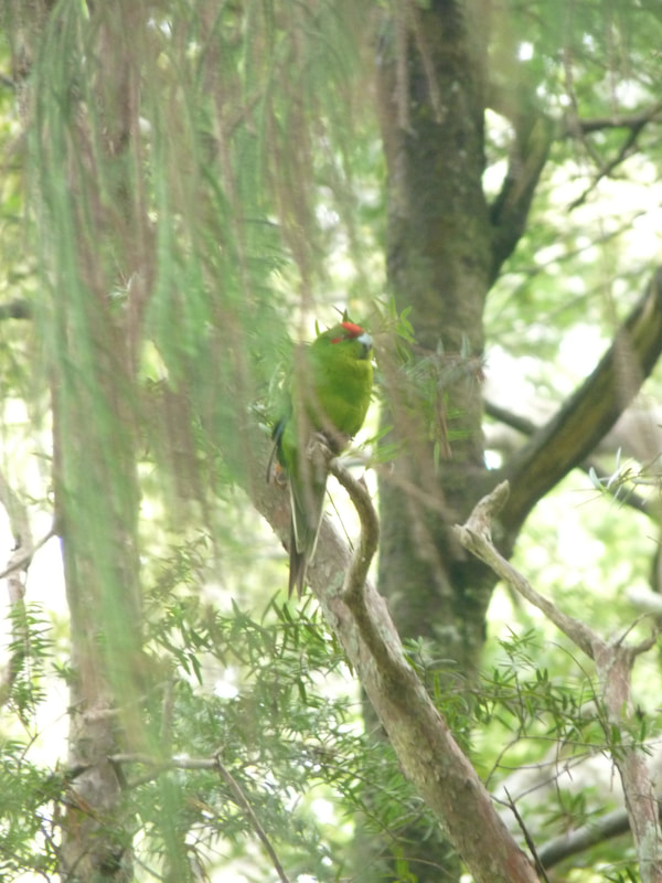 Red crowned parakeet, or kakariki, on Ulva Island.