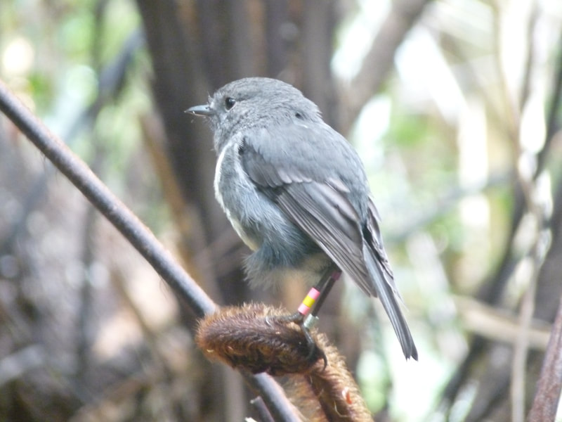 Stewart Island Robin, or toutouwai, on Ulva Island wearing colour bands as part of a research project.