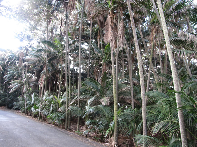 Kentia palm forest is widespread across the island's lowlands.