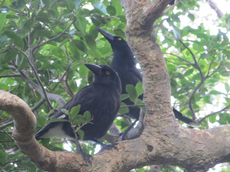 A pair of Lord Howe Island  currawong.