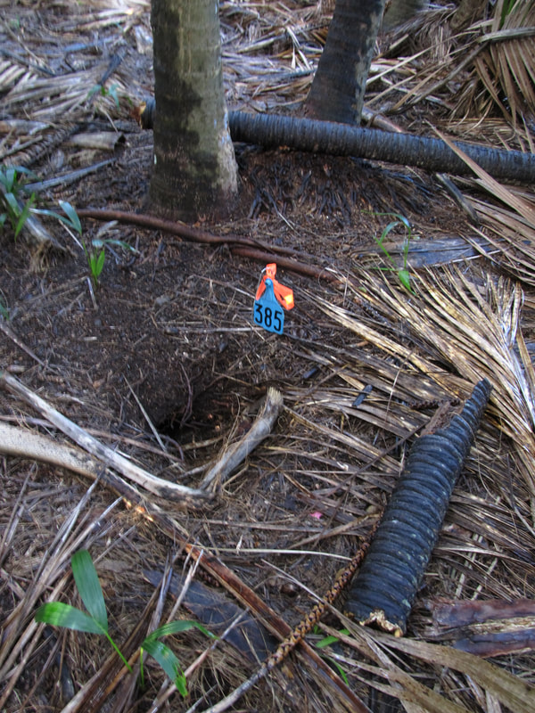 A Providence petrel burrow amongst the kentia palms.