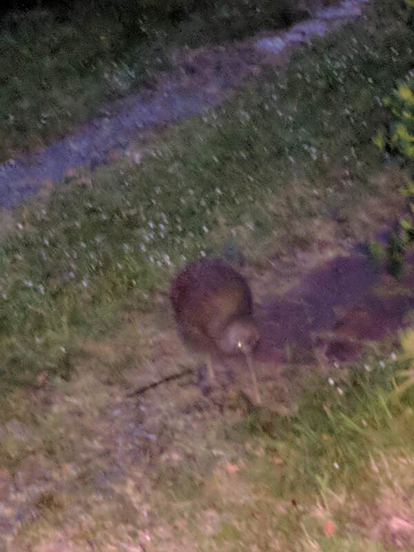 With a little luck, wild kiwi can be seen at night feeding on the lawns of houses within the residential area of Oban.