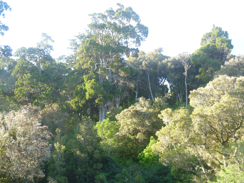 Lowland forest on Rakiura Stewart Island is concentrated into sheltered valleys where emergent trees of rimu provide bountiful wildlife food when they fruit. 